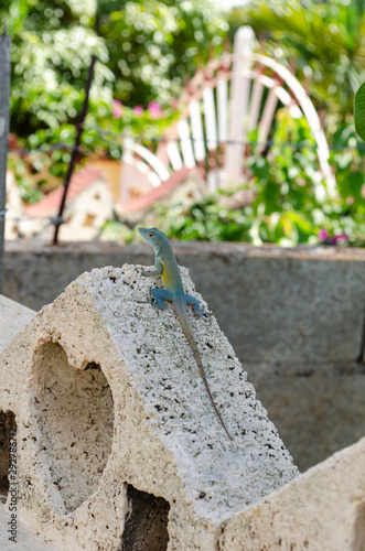 Aqua And Yellow Anole Lizard photo