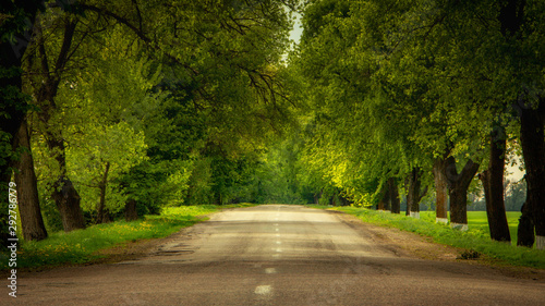 Asphalt road surrounded on both sides by green trees reaching the horizon