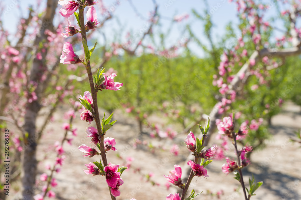 Beautiful pink peach flowers petals and trees blooming on a spring sunny day Beautiful pink peach flowers petals and trees blooming on a spring sunny day