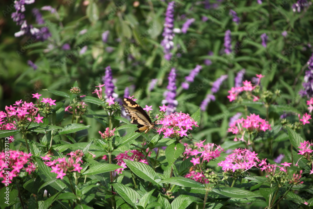 bee on flower