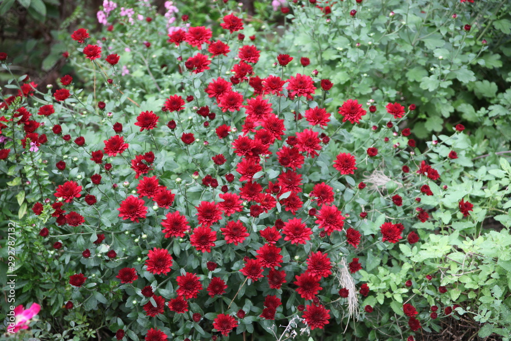 red mums green garden floral