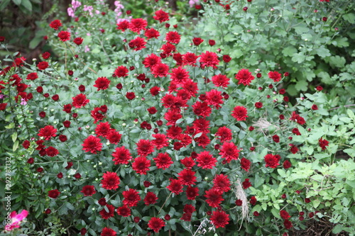 red mums green garden floral