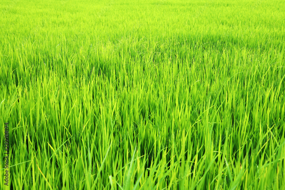 landscpae of fresh rice plantation background