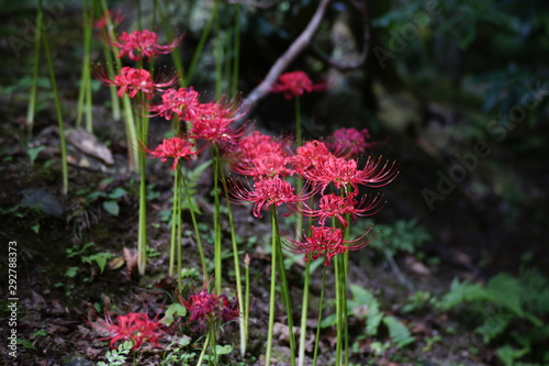 古都奈良に咲く彼岸花　cluster amaryllis Country scenery Nara Japan photo