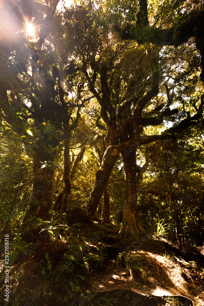 View of Goblin's Forest, Egmont national Park, NZ View of Goblin's Forest, Egmont national Park, NZ