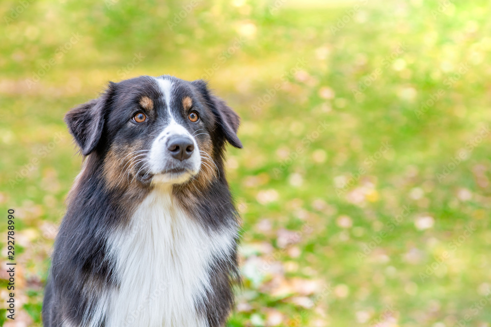 Portrait of at australian shepherd dog lying in autimn park. Empty space for text