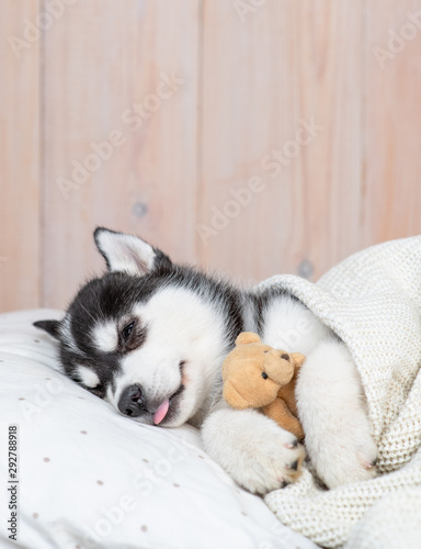 Sleeping Siberian Husky puppy hugging toy bear on pillow under blanket at home