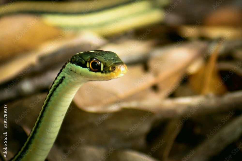 Garter snake