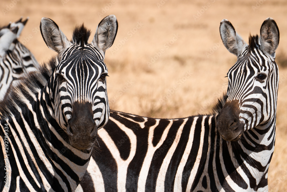Naklejka premium zebras