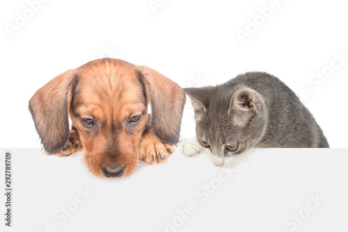 Cat and dog over white banner looking down on empty space. isolated on white background photo