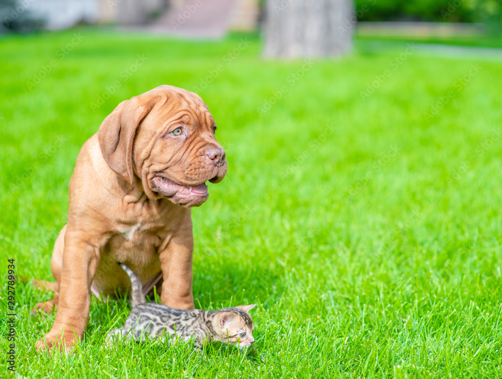 Mastiff puppy sitting with baby bengal kitten on green summer grass and looking away on empty space