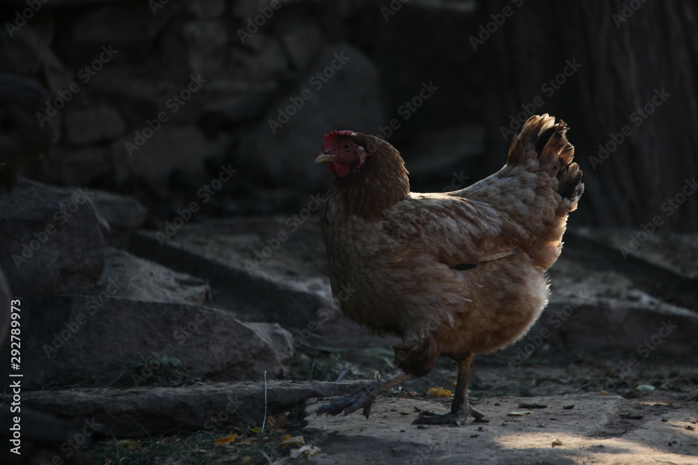 Naklejka premium 鶏