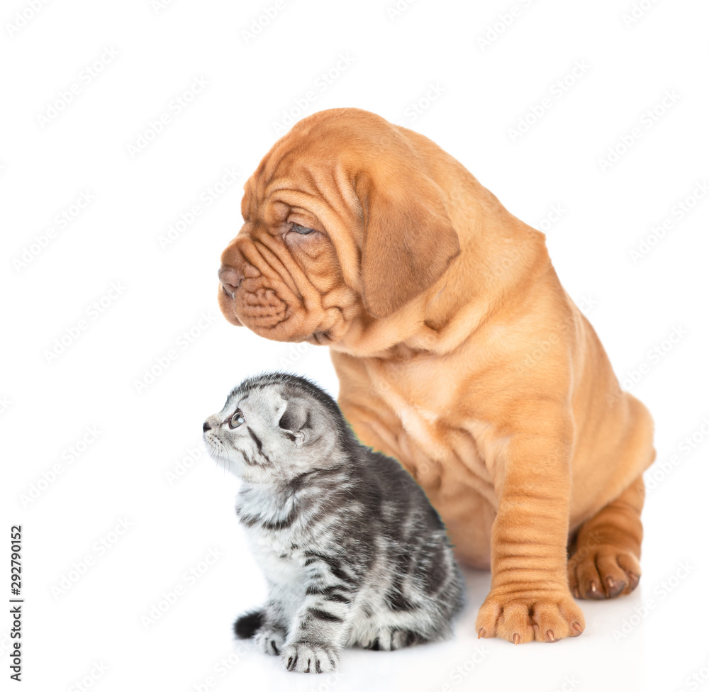 Portrait of a mastiff puppy with gray tabby kitten sitting in profile and looking away. isolated on white background