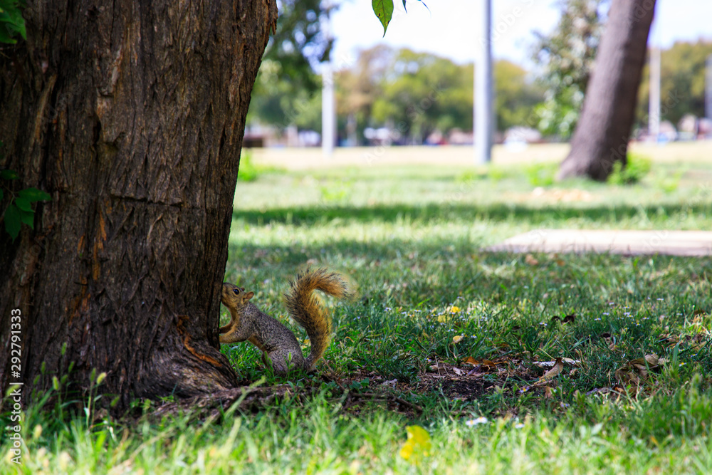 Squirrel kissing a tree