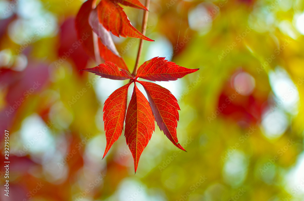 Yellow and red leaves on trees in autumn park. Abstraction of colorful autumn leaves. Yellow and red leaves on trees in autumn park. Abstraction of colorful autumn leaves.