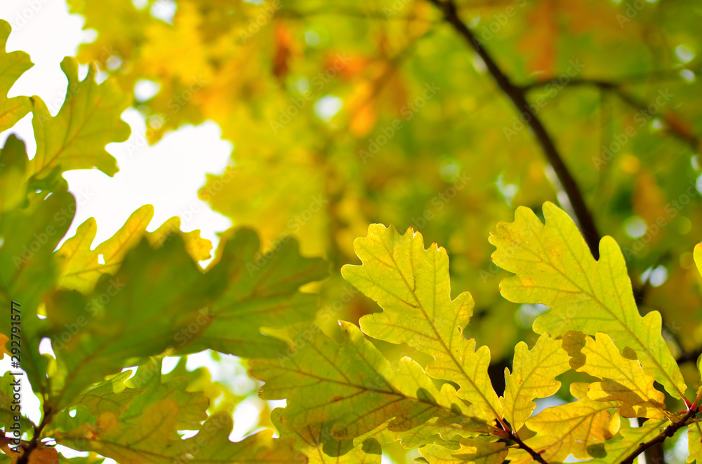 Yellow and red leaves on trees in autumn park. Abstraction of colorful autumn leaves. Yellow and red leaves on trees in autumn park. Abstraction of colorful autumn leaves.