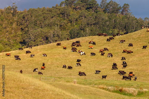 Cambridge countryside, New Zealand
