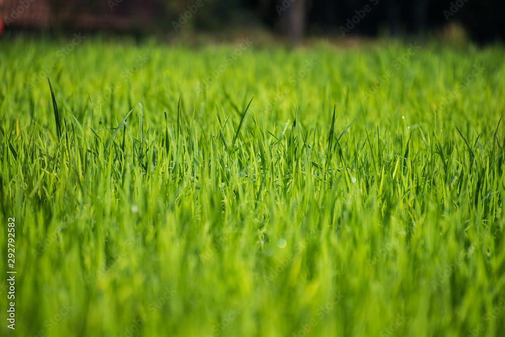 Fototapeta premium green grass with water drops