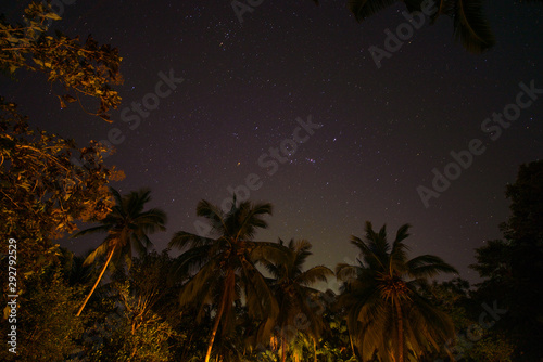 tropical palm background at night with stars