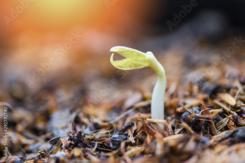 Close up Organic Sprouting beans on Cultivated soil - bean sprout seed growing out of ground agriculture photo