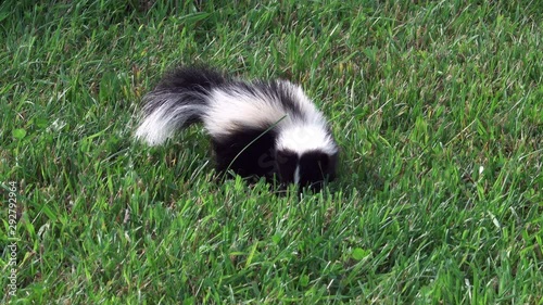 A skunk walking around in the green grass of a lawn. photo