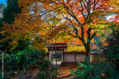 京都 常照皇寺の紅葉
