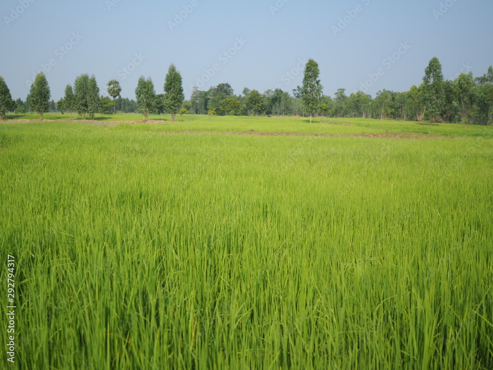 Obraz premium OLYMPUS DIGITAL CAMERA