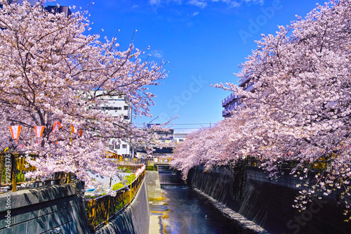 春の目黒川桜まつり