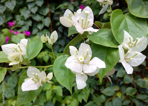 White Bougainvillea Flowers