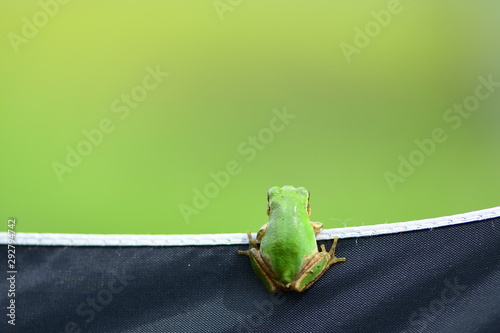 カエルの後ろ姿 背景グリーン Stock 写真 Adobe Stock