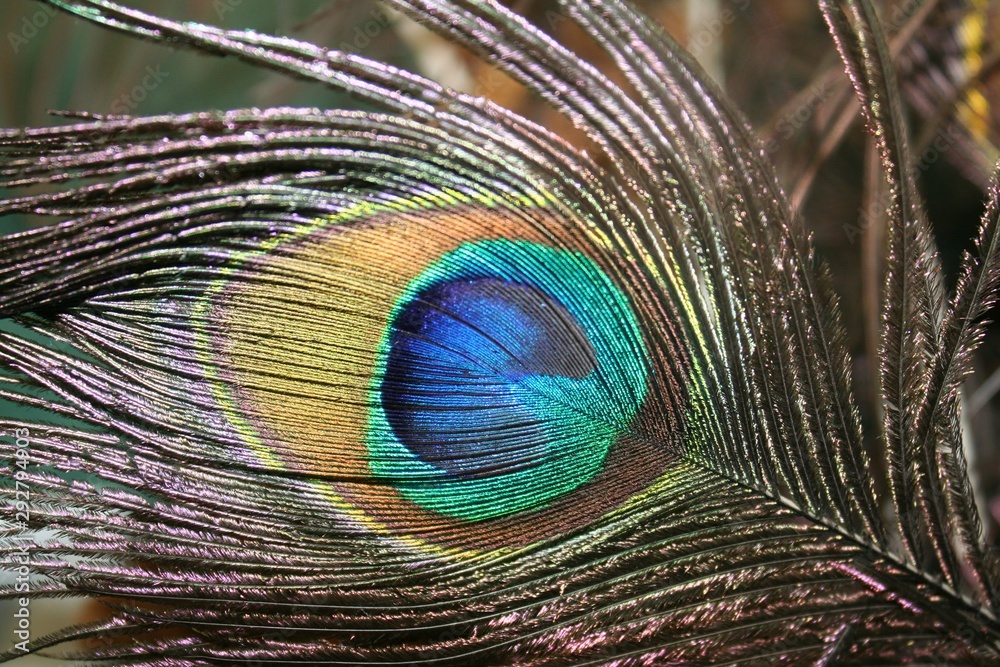 Obraz premium closeup of peacock feather