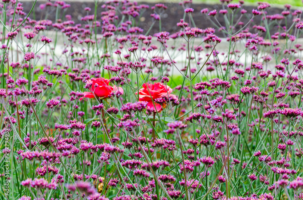 Obraz premium Pink and red flowers on a flower bed in summer.