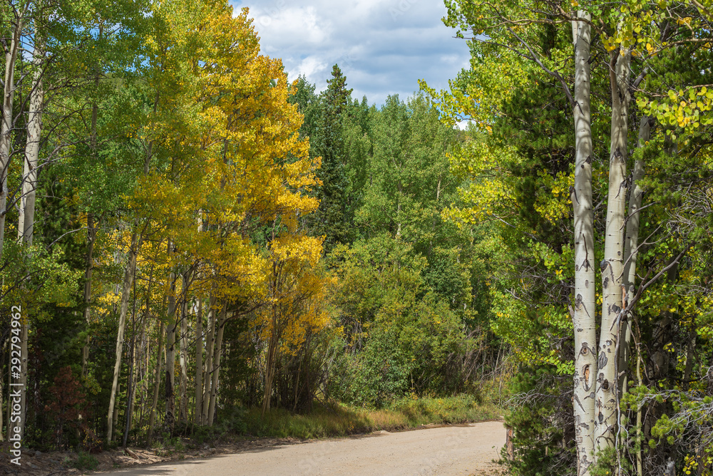 Autumn landscape of dirt road lined with turning aspens in Colorado