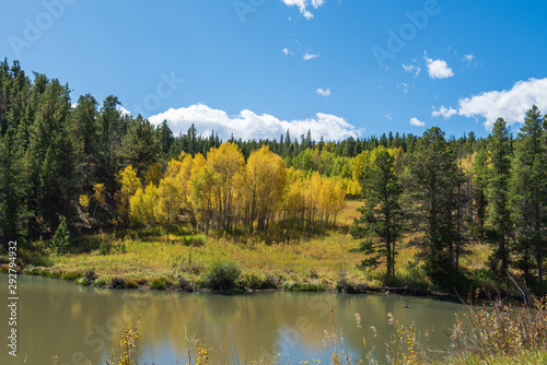 Landscape of an aspen tree grove turning yellow in a forest across from a pond on the Peak to Peak Highway in Colorado