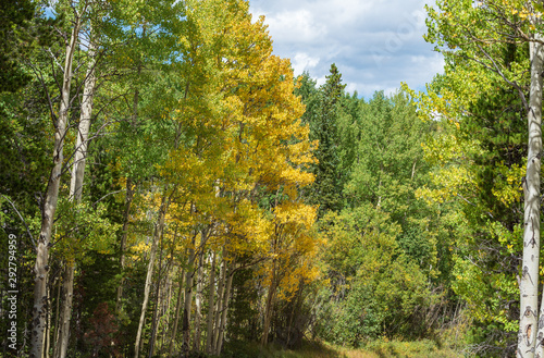 Autumn landscape of aspen trees turning yellow along a dirt road in Colorado