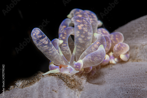 Phyllodesmium magnum nudibranch photo