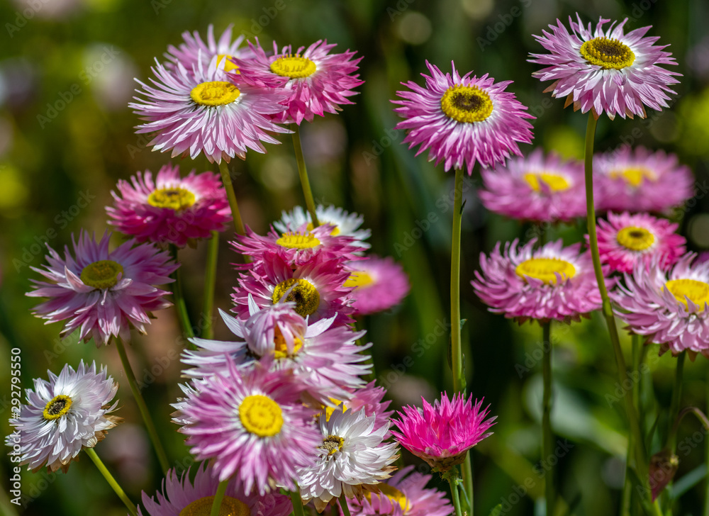 Pink and yellow paper daisy. West Australian native wildflowers. Shallow depth of field. Pink and yellow paper daisy. West Australian native wildflowers. Shallow depth of field.