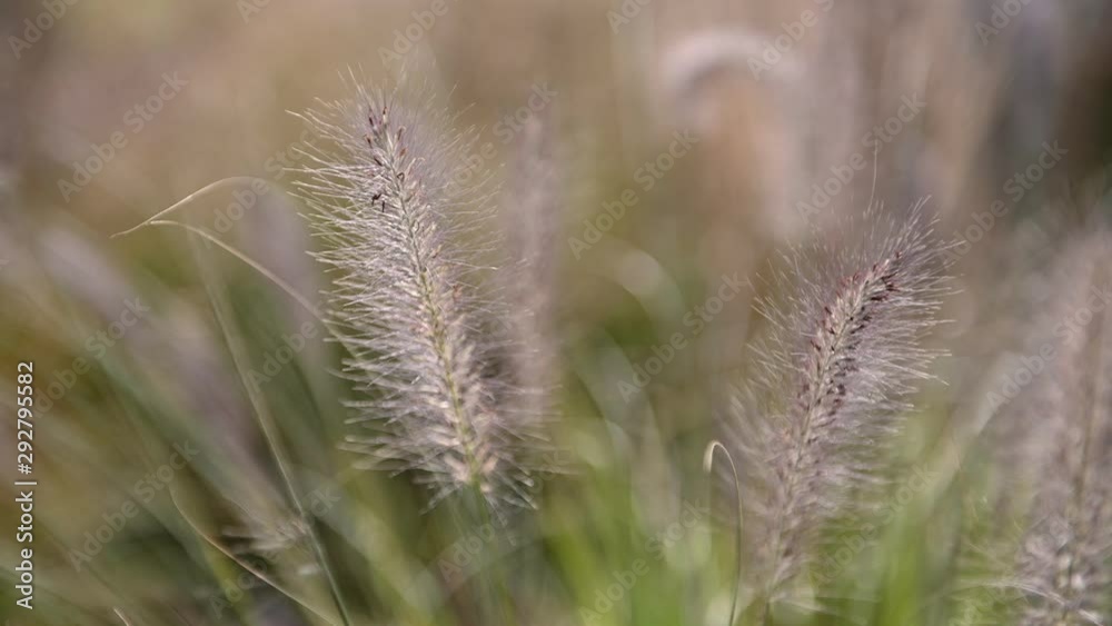 Summer plants with spikelet in the wind, close-up. Field with grass and ears, without people. Summer plants with spikelet in the wind, close-up. Field with grass and ears, without people.