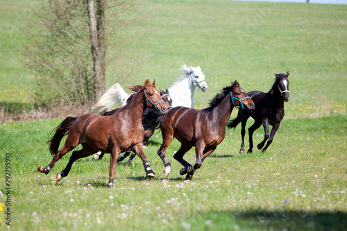 Pferde galoppieren und rennen frei auf der Wiese