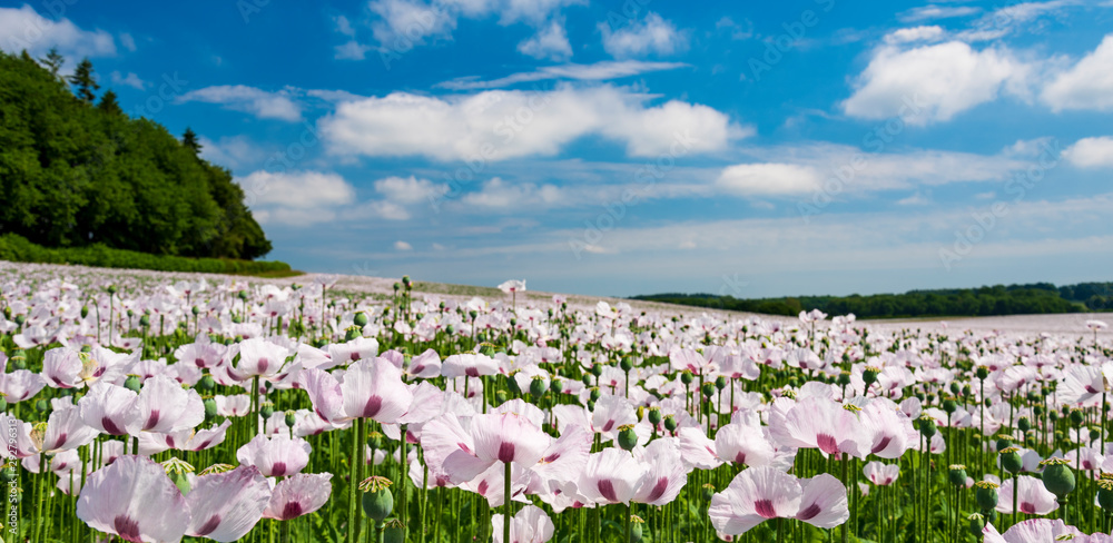 White poppies growing in massive numbers in fileds in Dorset White poppies growing in massive numbers in fileds in Dorset