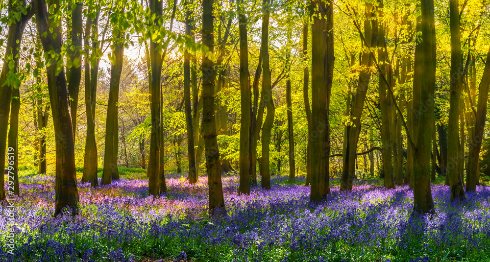 Bluebell woods - sunlight casts shadows across purple flowers - obrazy, fototapety, plakaty 