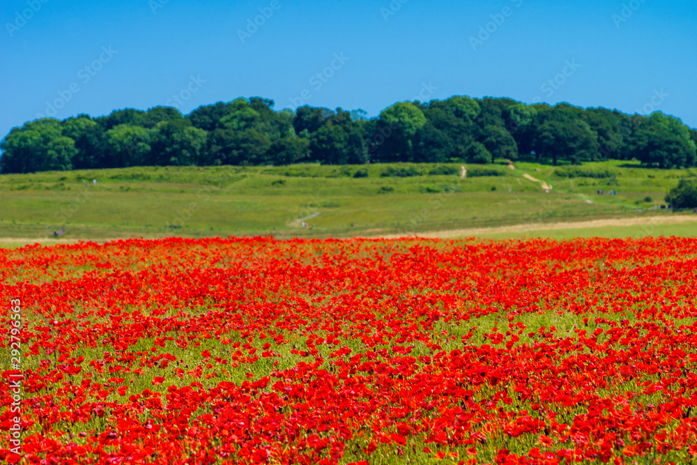 Fototapeta premium Feld of red poppies at Badbury Rings