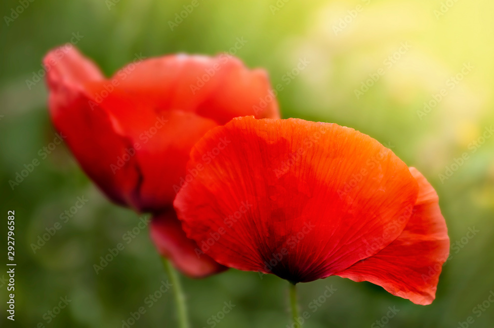 Deep red poppies in a field in the UK