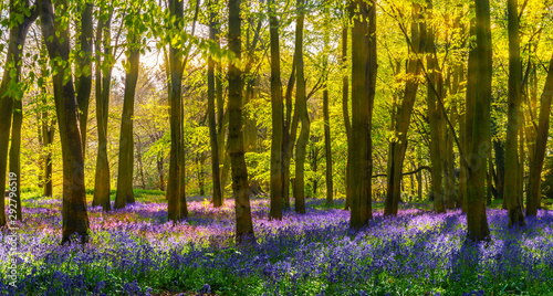 Bluebell woods - sunlight casts shadows across purple flowers