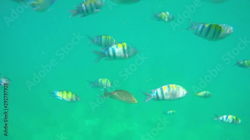 A flock of yellow striped tropical fish floating around while snorkeling photo