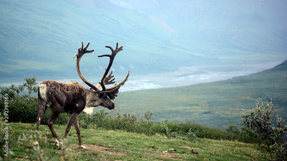 Naklejka premium Denali, Alaska / United States - July 17, 2019: Male caribou in Denali National Park & Preserve.