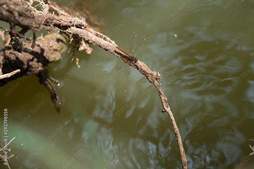 A dragonfly perched on a branch A dragonfly perched on a branch