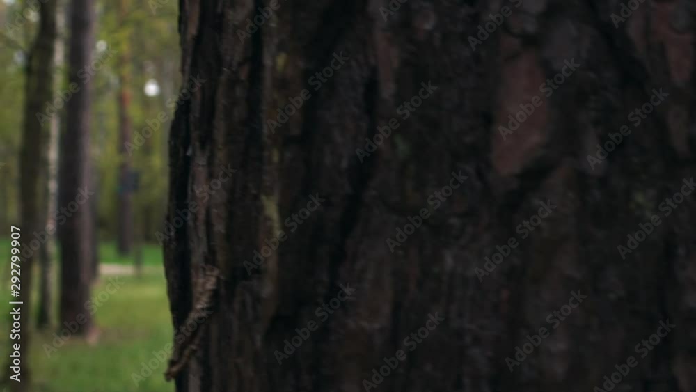 A beautiful girl from Russia walks alone in the forest. She has a very deep look and is wearing a white shirt. Autumn weather. Slow motion. A beautiful girl from Russia walks alone in the forest. She has a very deep look and is wearing a white shirt. Autumn weather. Slow motion.