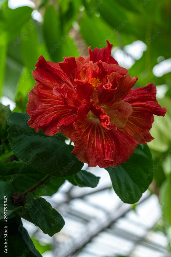 red flower