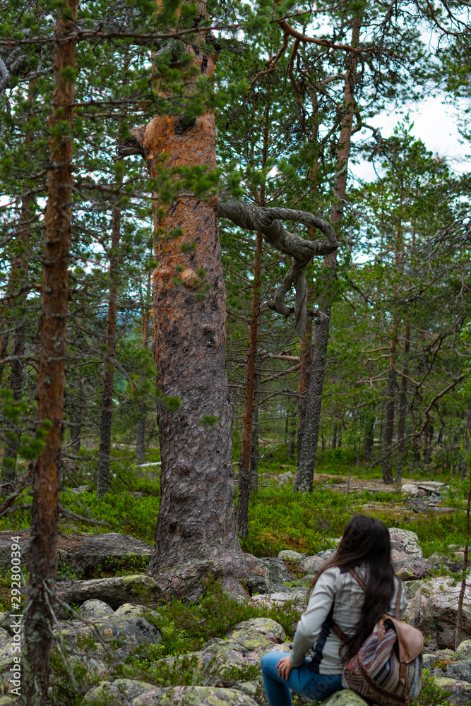 Fototapeta premium Bosque